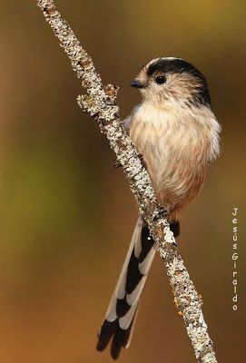 Mito (Aegithalos caudatus)