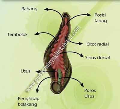 Anatomi Lintah Anatomi Lintah