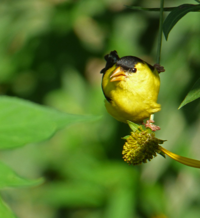 Life, Birding, Photos and Everything Bird Whisperer