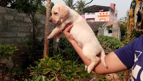 dogs for sale in bangalore