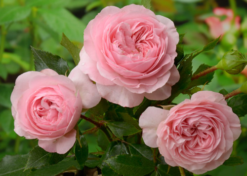 Larissa rose сорт розы фото  