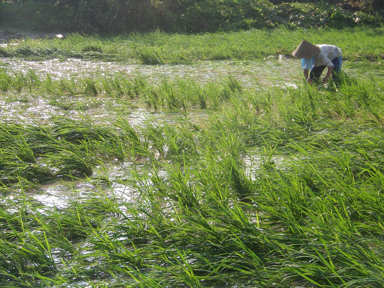Badan Penanggulangan Bencana Daerah Prov. Banten UPDATE SITUASI