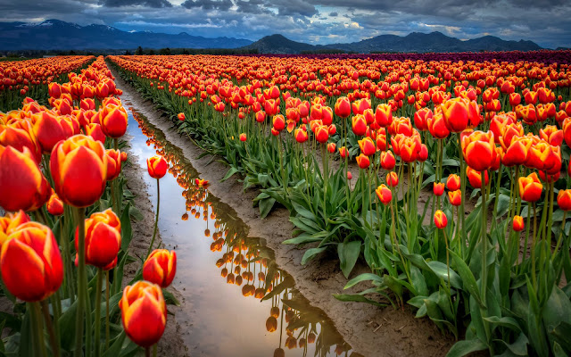 Tulipanes Imagenes de Flores en HD