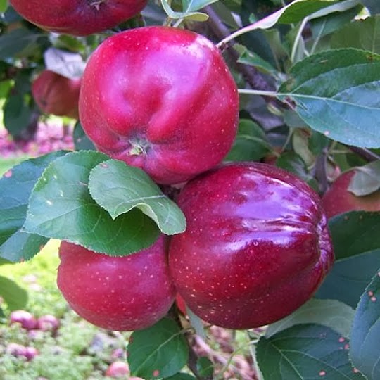https://www.treesandplants.co.uk/products/Bloody-Ploughman-Apple-Trees.html