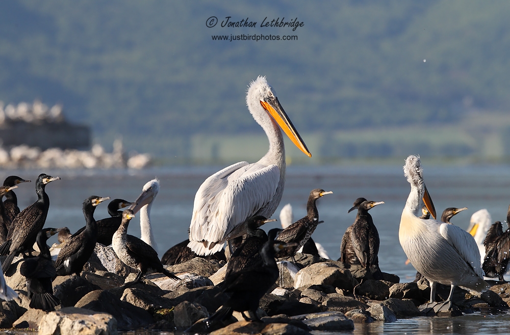 Wanstead Birder A spring weekend at Lake Kerkini