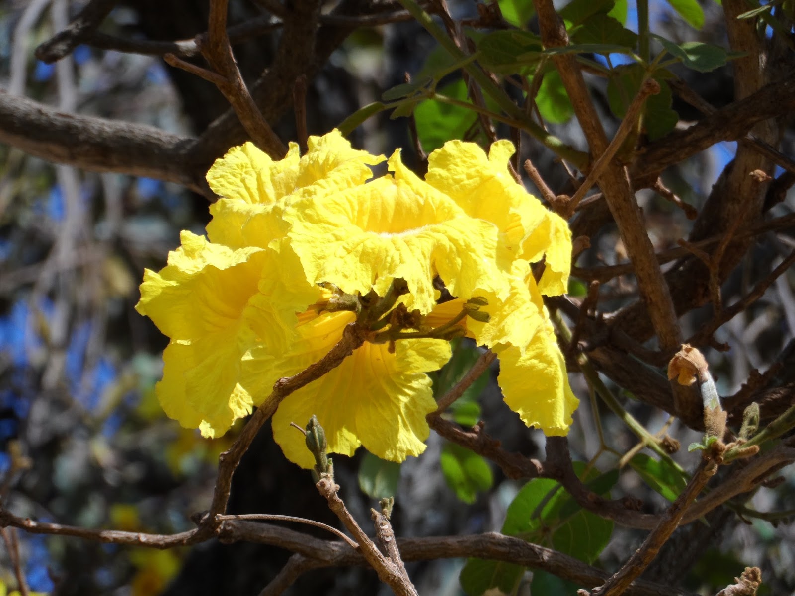 Ipêamarelo (Handroanthus spp. e Tabebuia aurea) A