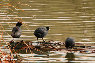 Tres ejemplares de focha común (Fulica atra) en una pequeña isla acicalando su plumaje una vez ha salido el sol.