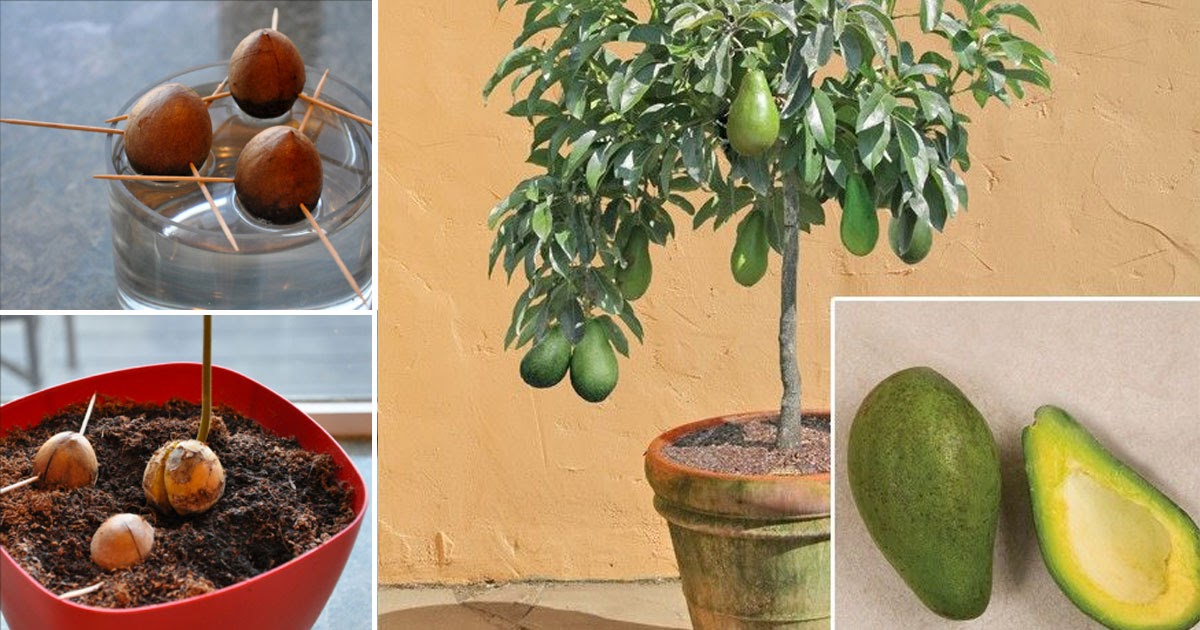 Stop buying avocados here s how to grow an avocado tree in a small pot
