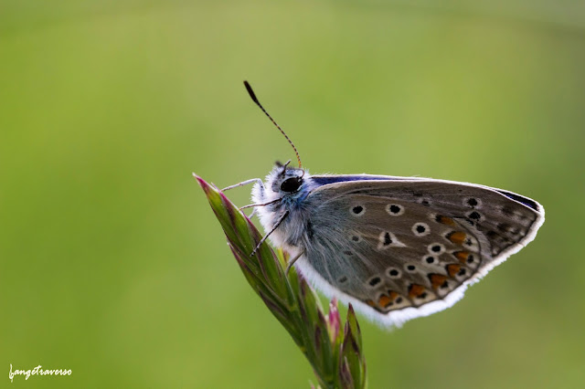 Nature & Butterfly in Haute-Savoie
