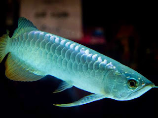 ikan-arwana-kena-jamur.jpg