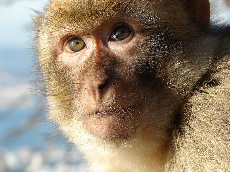 Mammals Animals: Gibraltar Barbary Macaque