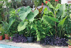 tropical plants pool backyard garden york 2274 affordable gardening decoratorist