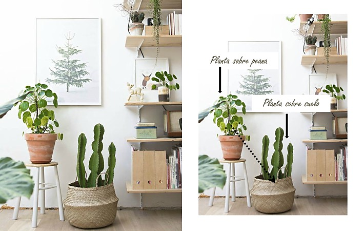 Cómo hacer composiciones con plantas