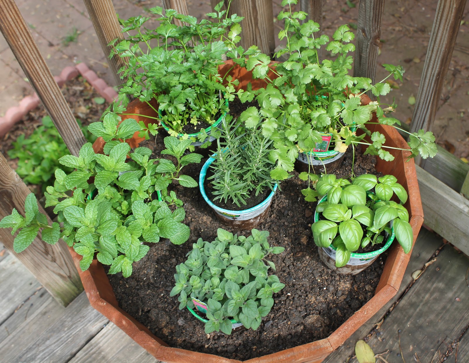 DIY Herb Garden Carolina Charm