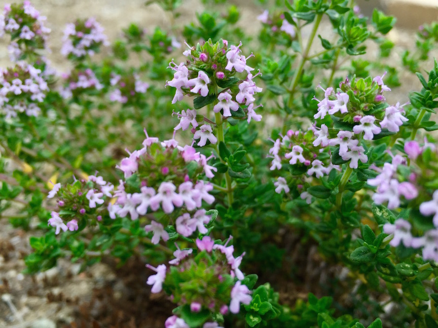 My California Garden in Zone 23 Thyme to Bloom