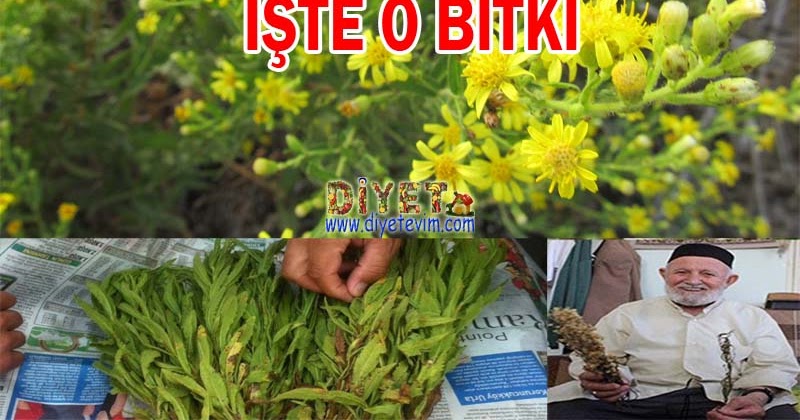 Meme kanseri diyeti Meme kanseri diyeti