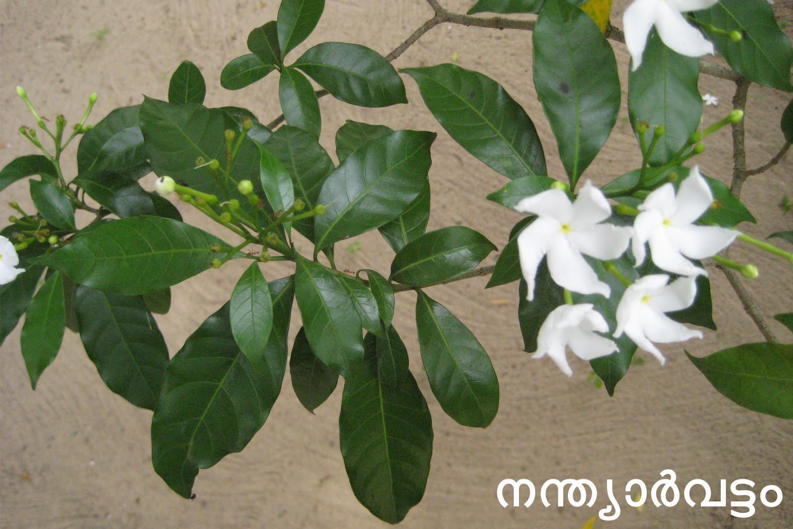 Ayurvedic Medicinal Plants in Kerala