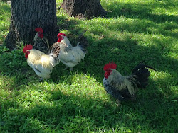 bar cowboy ranch chicken down there courthouse funny rolling coop maybe called come they