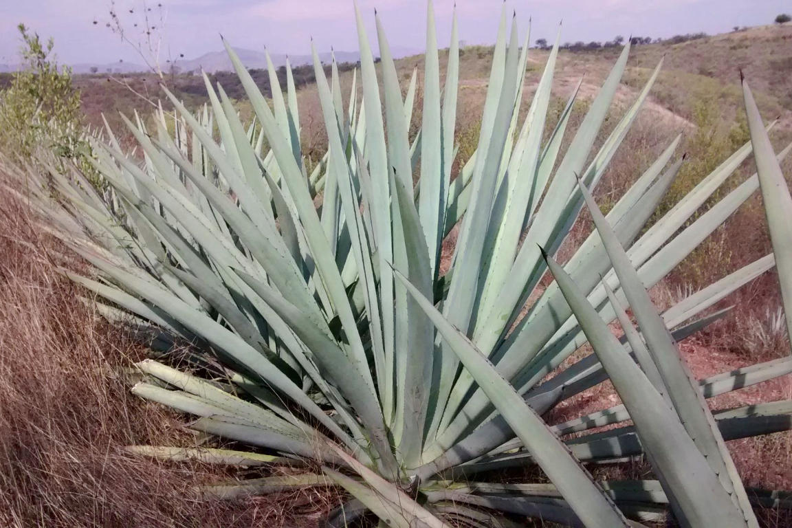 Maguey Espadín en el distrito de Ejutla, Oaxaca.