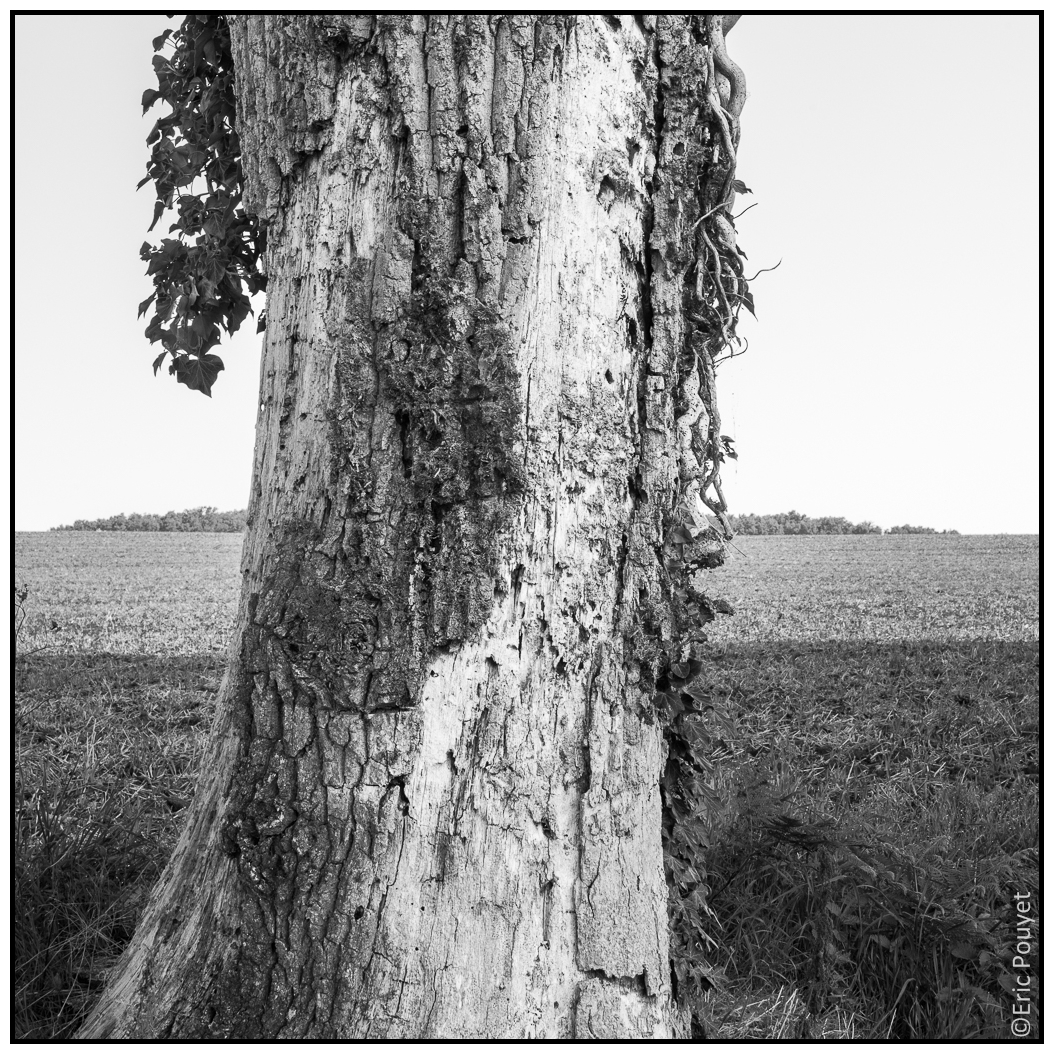 La feuille et le caillou L'arbre