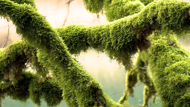 Green Mosses on Tree Branches