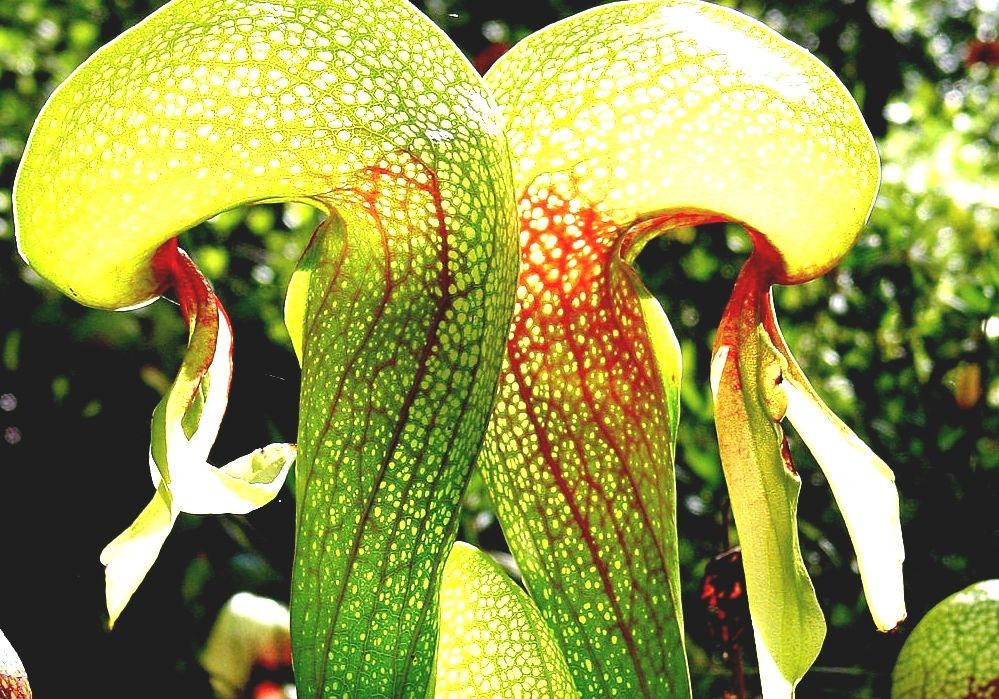 Darlingtonia Californica Carnivorous Plants Oregon