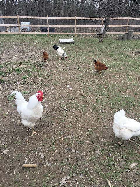 Ruple Farms - New Jersey Giant and Brahma Roosters
