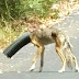 Ils pensent qu'un chien s'est coincé la tête dans un tuyau, mais quand ils le retirent, toute une surprise les attend!