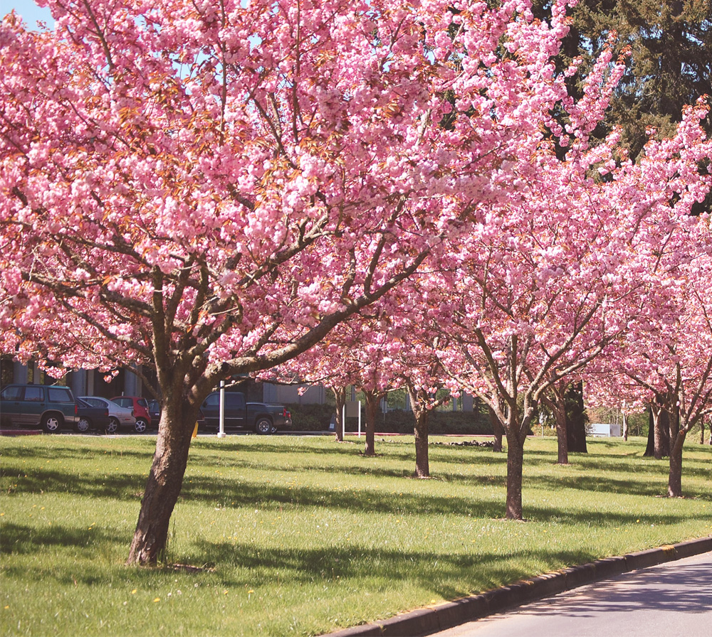 Zibagz Kwanzan Flowering Cherry