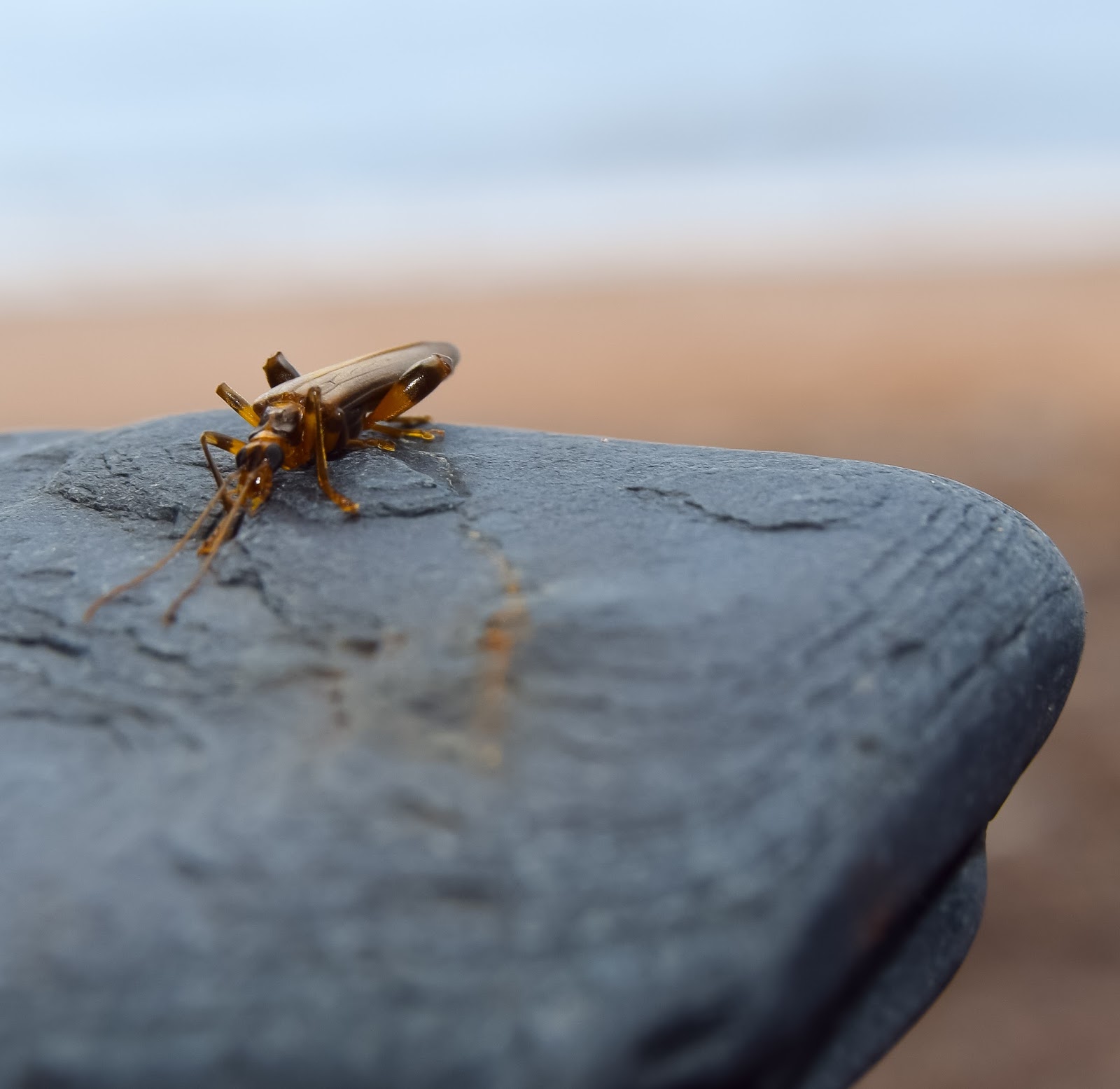 Wafflemama. Beach Bug Photo Project 365