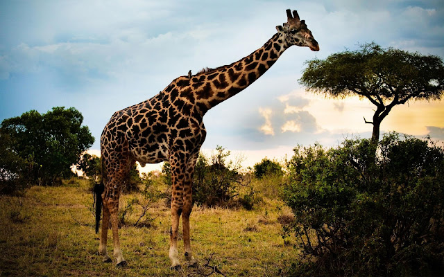 Giraffe Feeding Tree