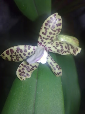 Epidendrum vespa