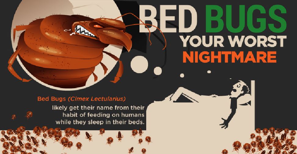 Best Way to Get Rid Of Bed Bugs Best Bed Bug Bites Remedies