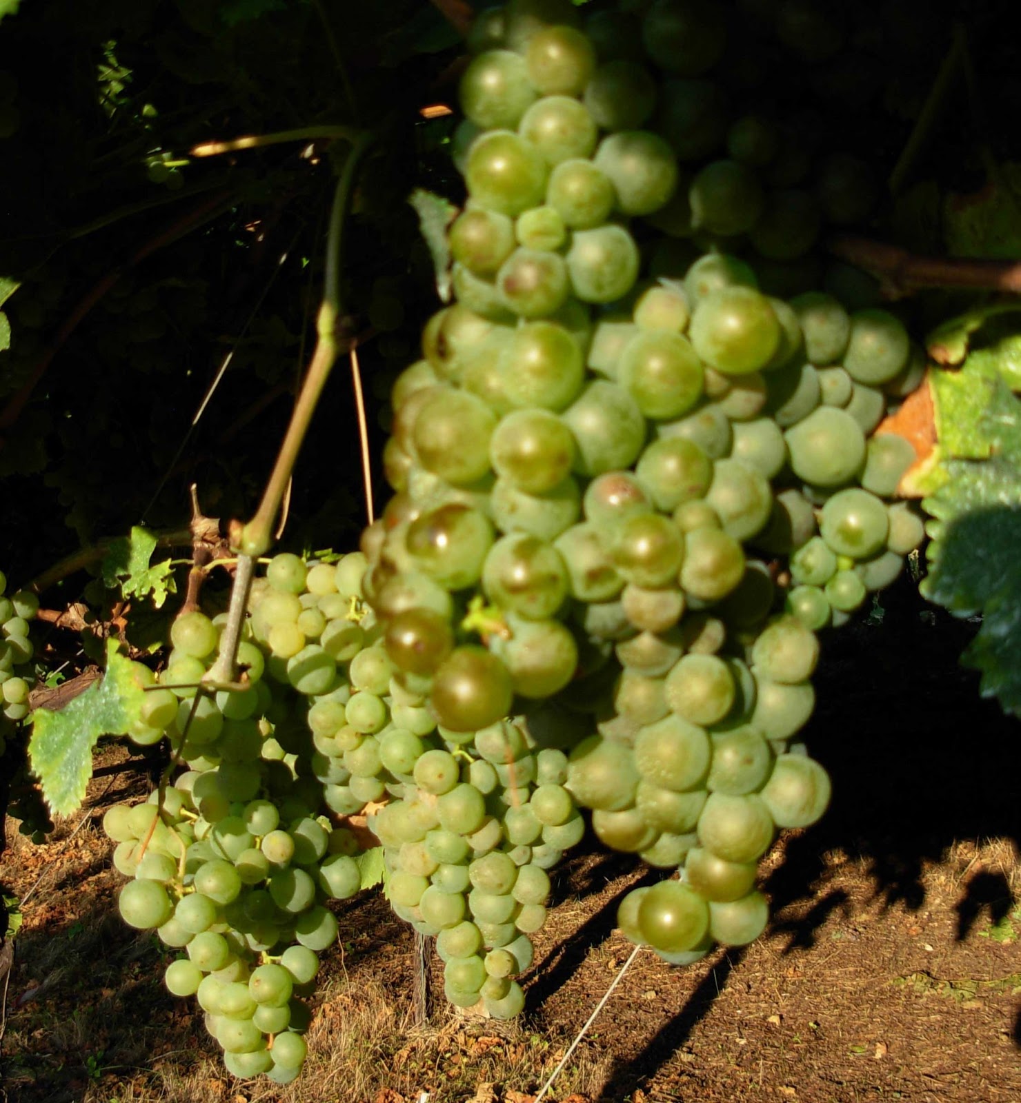 Fringe Wine Cococciola Terre de Chieti, Abruzzo, Italy