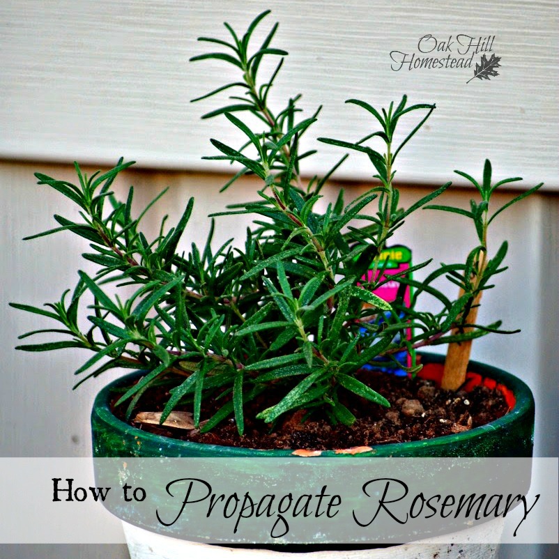 How to Propagate Rosemary from Cuttings Oak Hill Homestead