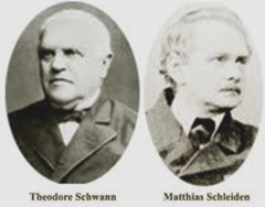 Teori Sel menurut Scheilden dan Schwann