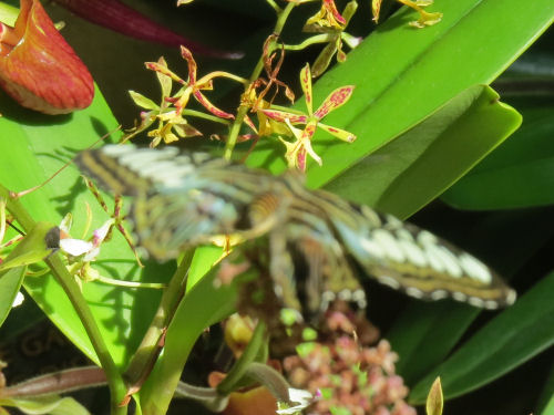 Colobura dirce