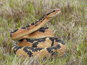 Bushmaster snake, Lachesis mutus