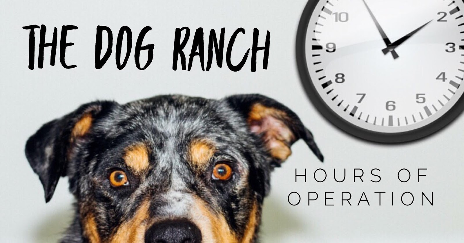 The Dog Ranch Hours Of Operation the-dog-ranch-hours-of-operation