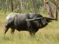 water buffalo