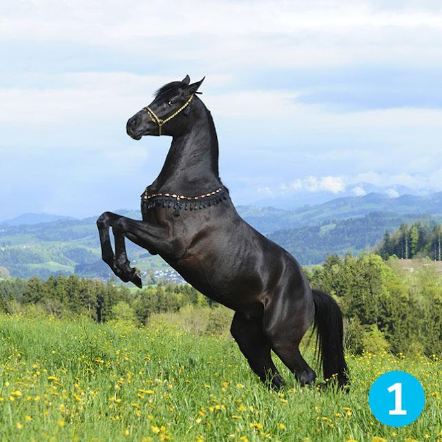 Test: ¿Cuál caballo es el que más te gusta? El que selecciones te dirá tu fortuna