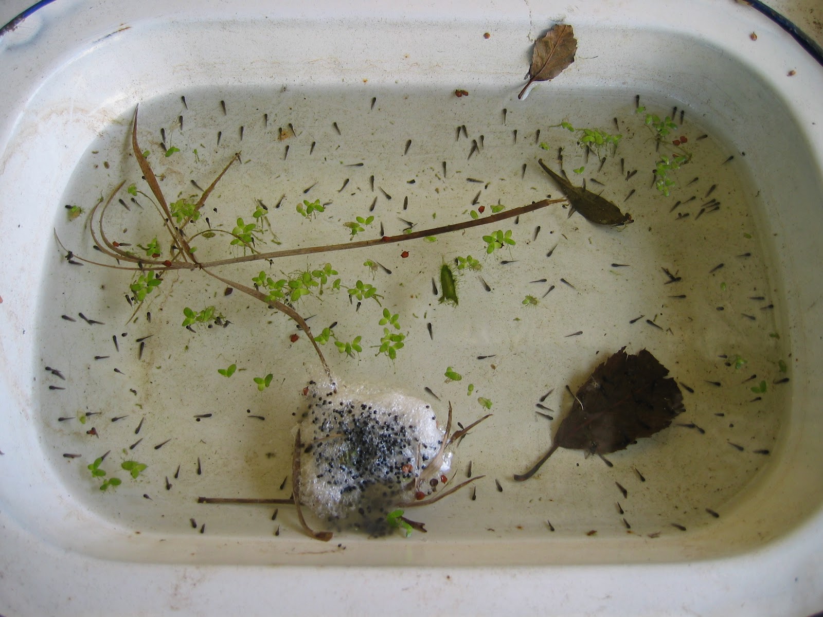Saffron's Strawberrypatch: Frog Spawn