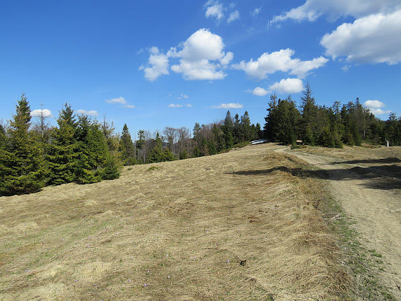 Obidowiec Obidowiec