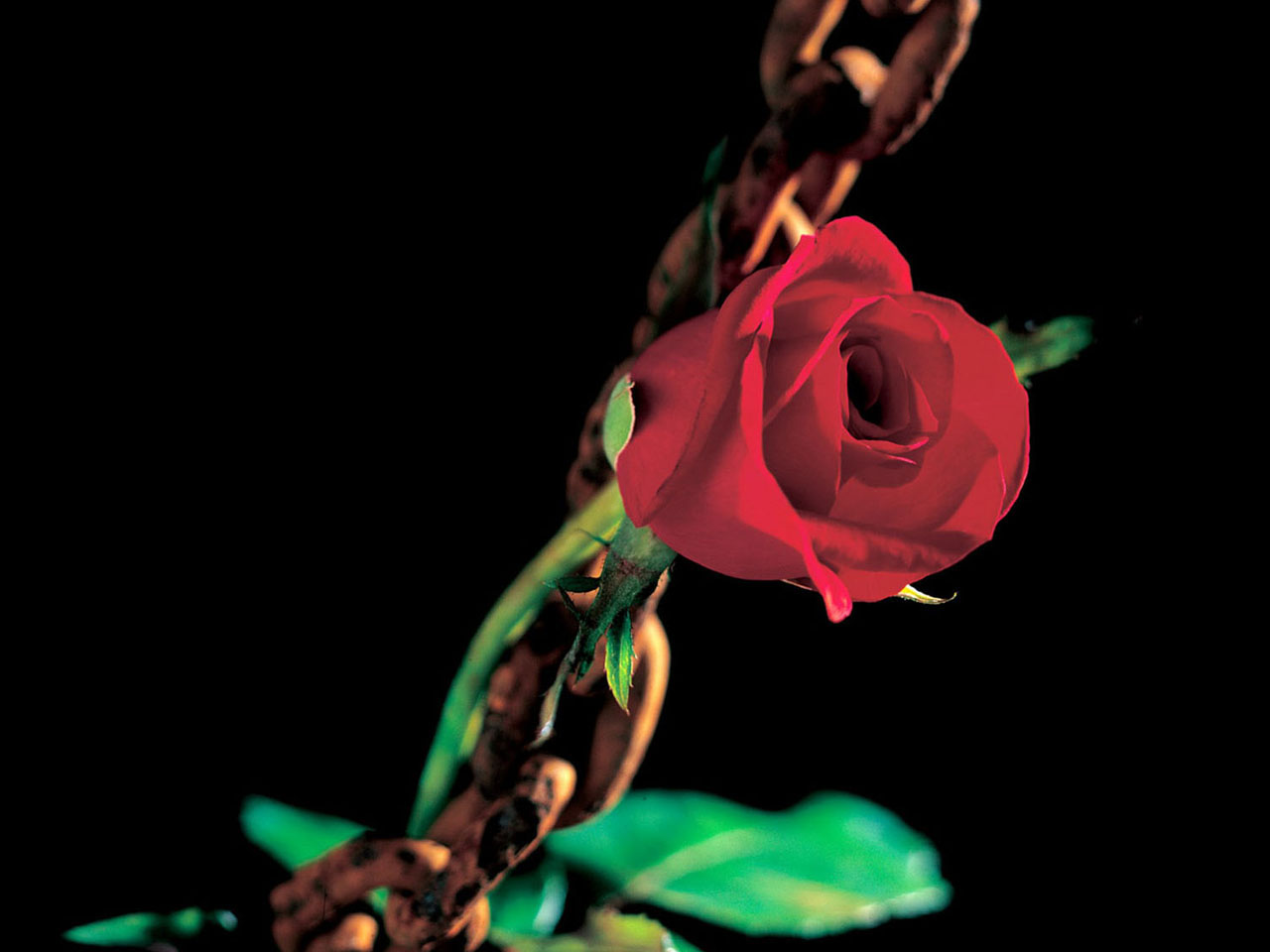 http://4.bp.blogspot.com/-Gco7yShvprM/TdXgpR-yGlI/AAAAAAAAAQI/Nzy1q2fgJJg/s1600/romantic+flowers_+%25286%2529.jpg