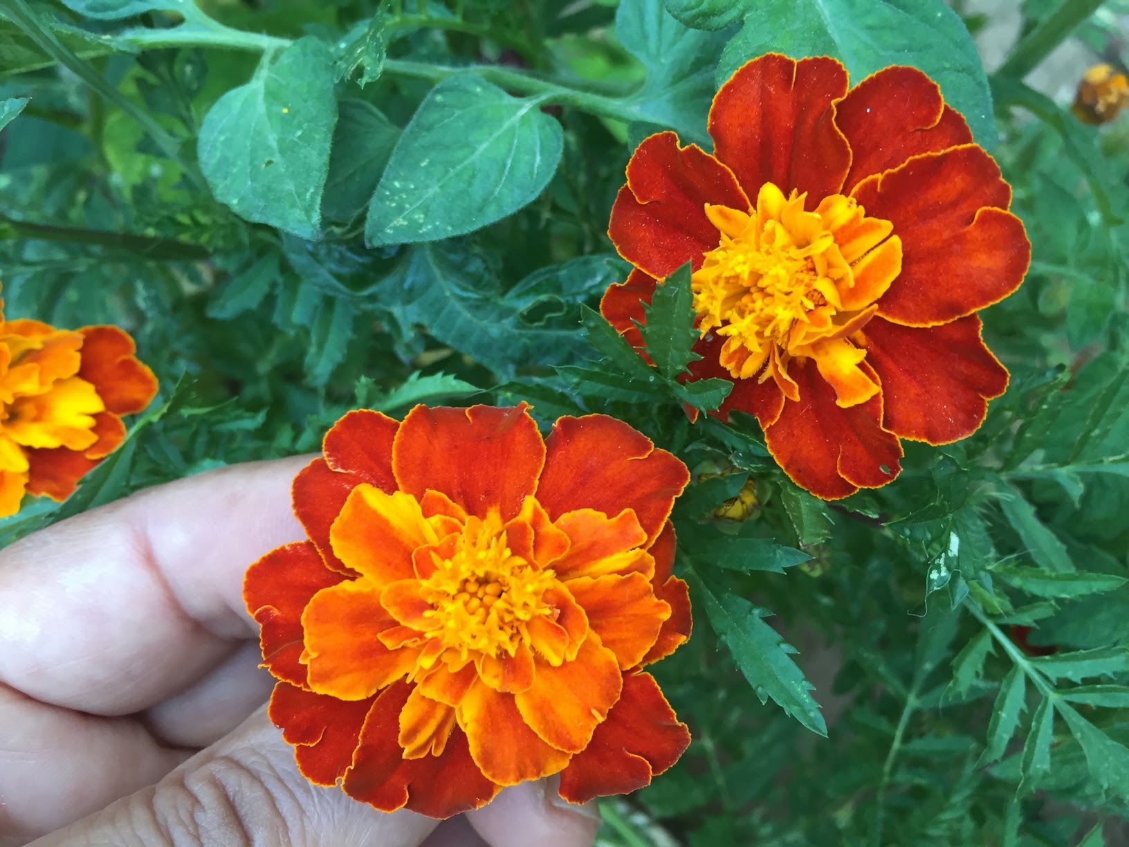 How To Grow Marigolds