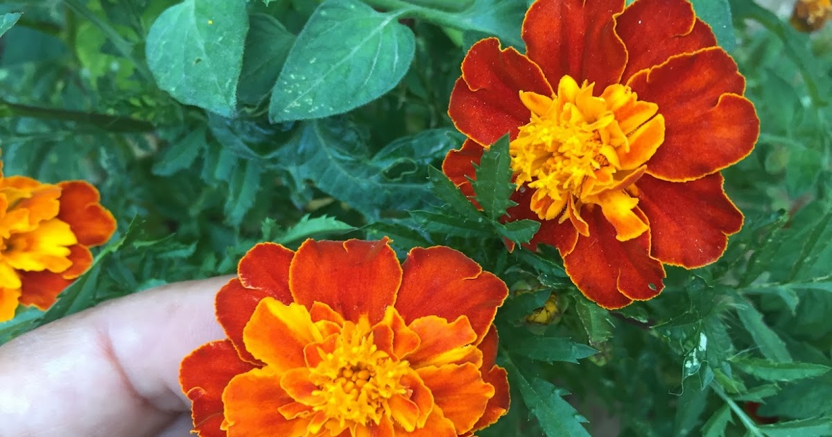 HOME AND GARDEN: HOW TO GROW MARIGOLDS