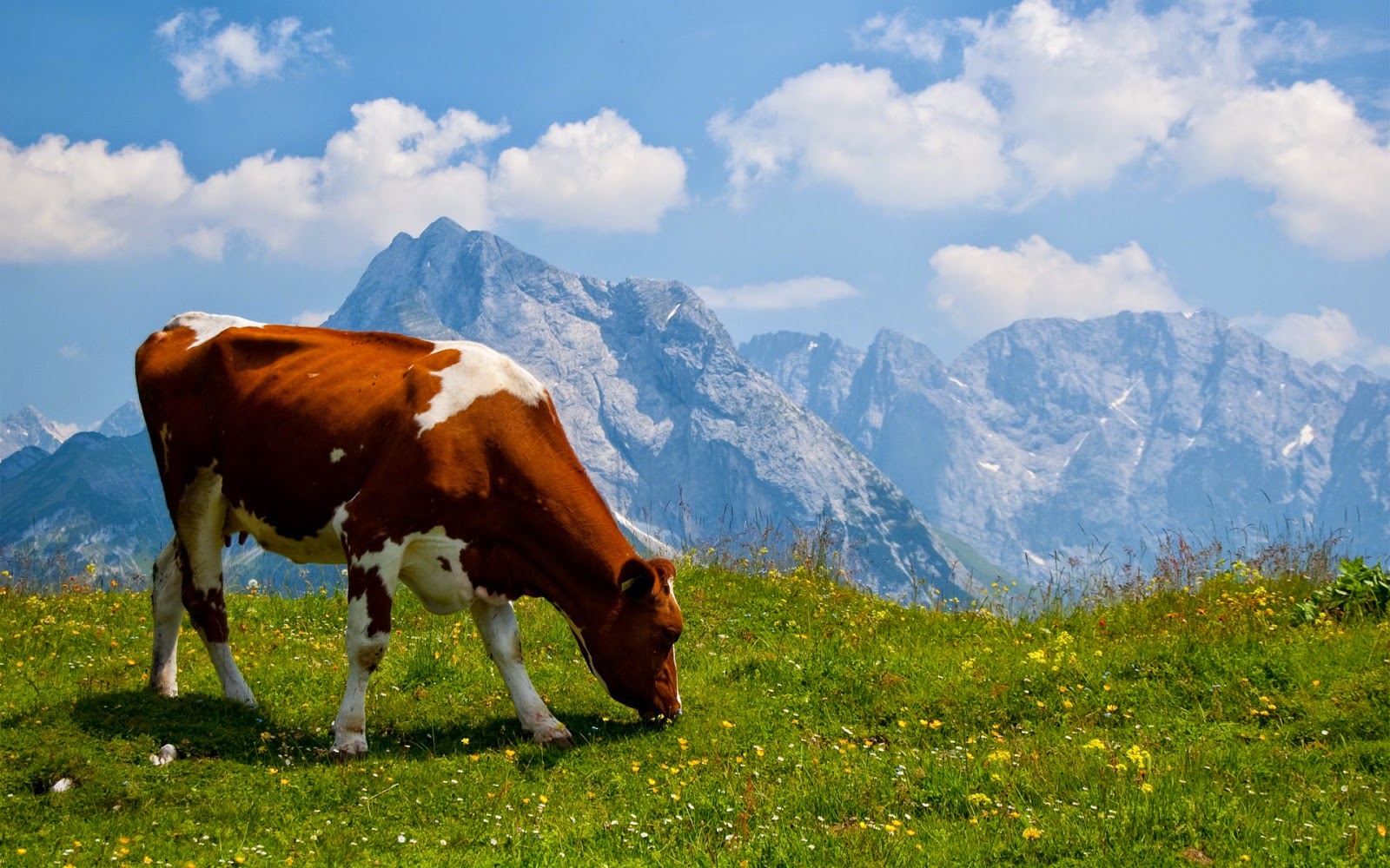 Koe graast in Alpen weiden HD wallpaper met grazende koe in Alpen weiden