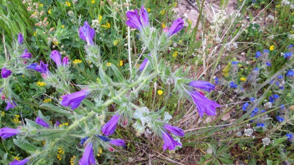 Flora Italiana Plants of Italy