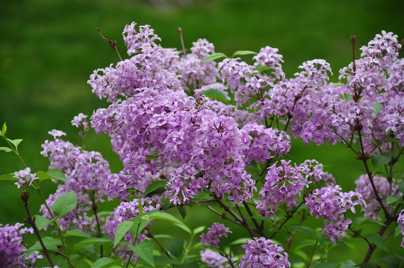 UMD Arboretum and Botanical Garden Persian Lilac, a lilac diva from