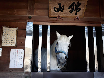 多度大社の白馬 多度大社の白馬